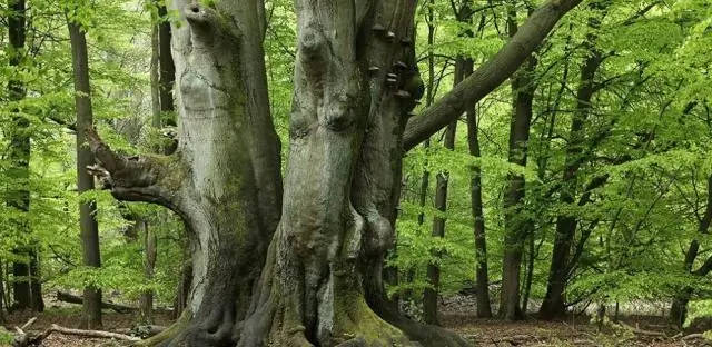 Энергия незаметно проникает в мировую торговлю