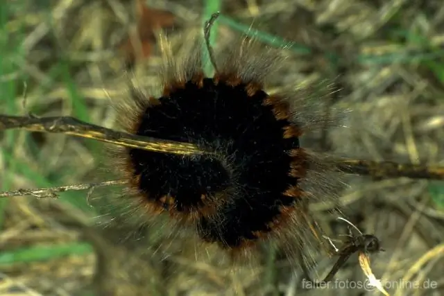 Гусеницы извлекают «голосовую почту», поедая почву: наследие растений влияет на надземных насекомых через почву