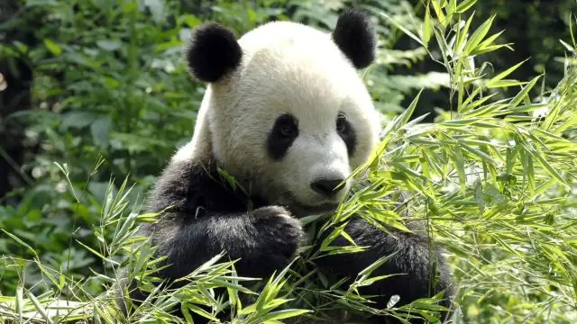 Выявлена сухопутная миграция полярных крачек