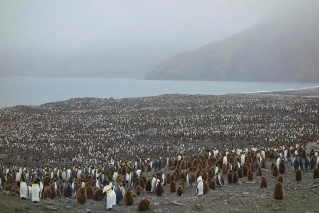 Антарктический снегопад с несколькими сильными метелями