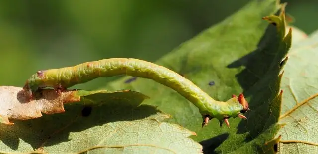 Тайна древнейших окаменелостей животных разгадана