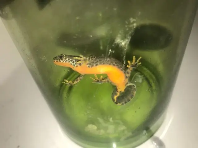 Ящерица, умеющая нырять с аквалангом, может оставаться под водой до 16 минут