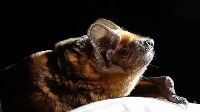 Расшифровка генома грецкого ореха: результаты могут привести к появлению новых сортов грецкого ореха