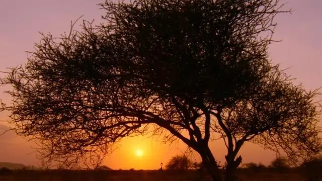 Будущее слонов, живущих в неволе, висит на волоске