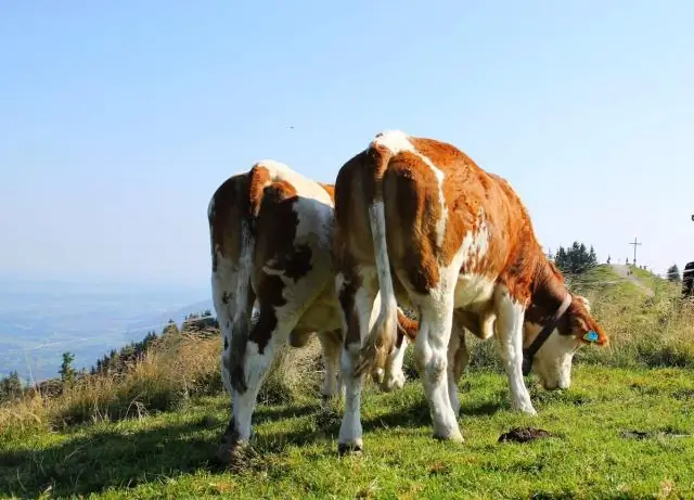 Пищевые привычки белых людей производят больше всего парниковых газов, показало исследование