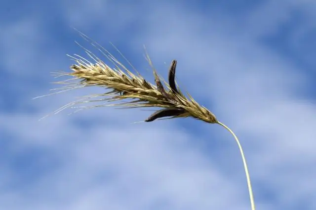 Ущерб урожаю: исследователи продвигают усилия по борьбе с паразитическими круглыми червями