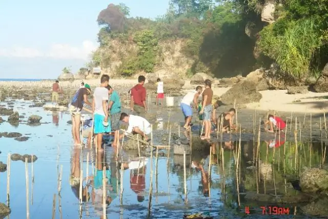 Мангровые заросли и морские травы являются ключевыми питомниками в прибрежных средах обитания: результаты помогут менеджерам по ресурсам принимать трудные решения по сохранению