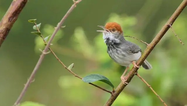 Обнаружен новый вид загадочных птиц