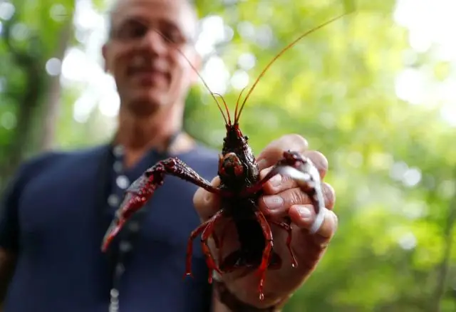 Инвазивные раки саботируют собственный успех, говорится в исследовании