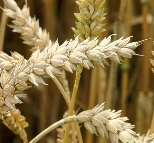 Новые технологии селекции растений для обеспечения продовольственной безопасности: редактирование генома и голод в мире