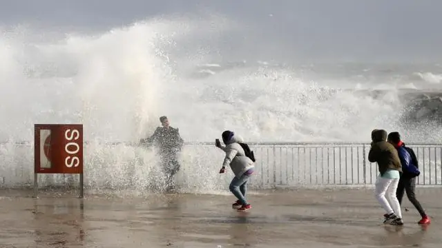 Возбуждение: исследователи проливают свет на то, как работают реснички: они также находят сюрпризом синхронизацию ресничек или ее отсутствие