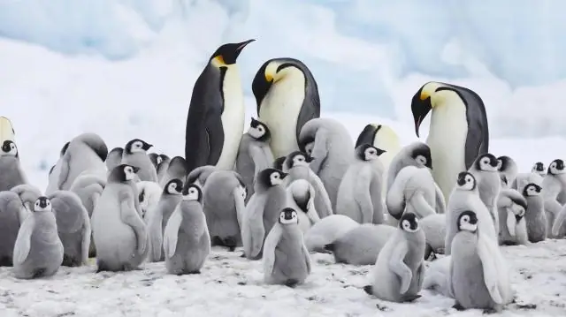 Изменение климата угрожает выживанию дельфинов