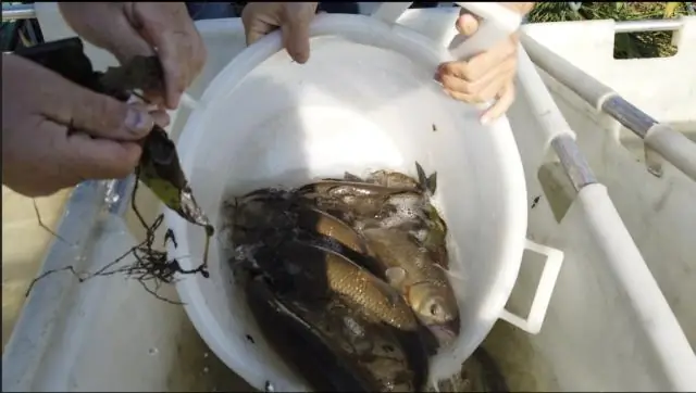 Новые виды моллюсков, питающихся древесиной, найдены на дне океана