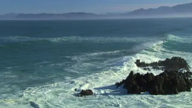 Ученые измеряют степень восстановления черного морского ушка, находящегося под угрозой исчезновения: команда использует историческую перспективу для информирования современного менеджмента