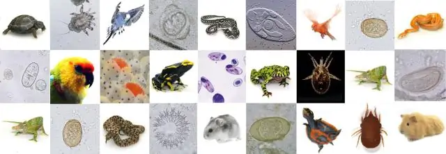 Паразитология: экзотический сигнальный механизм у патогенов