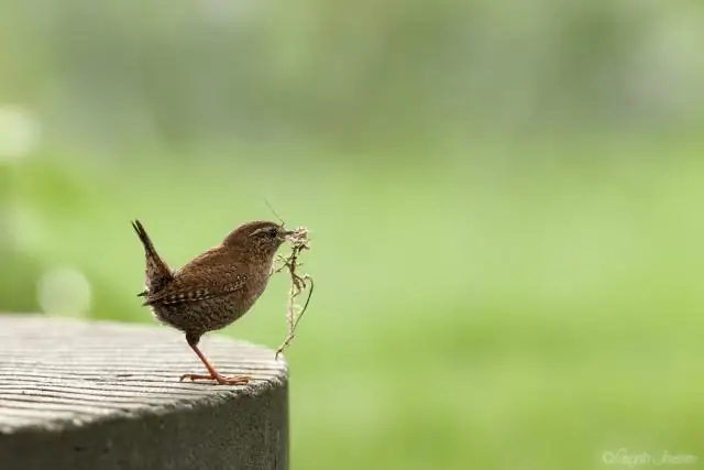 Обилие самок поддерживает молодость самцов сверчков