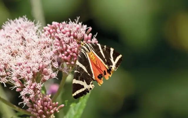 Биологи наблюдают, как трехпалый сцинк откладывает яйца и рождает живого детеныша