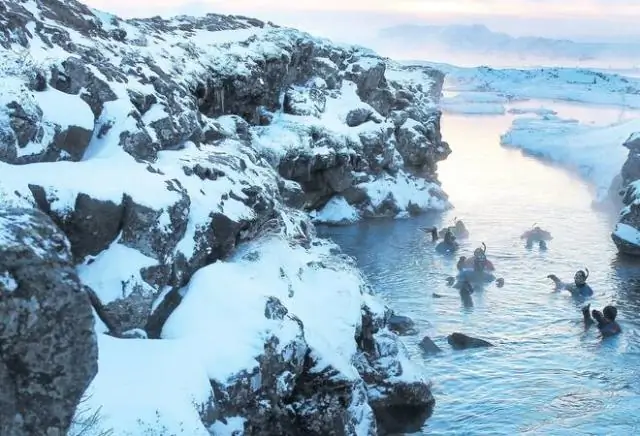 Дикие пчелы слетаются в лесные массивы, пострадавшие от сильного пожара