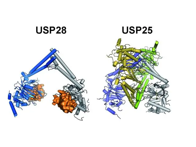 Маркировка белков убиквитином прокладывает новый путь к исследованиям клеточной регуляции