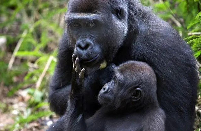 Гориллы собираются вокруг и ухаживают за своими мертвыми