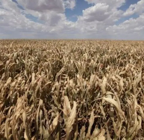 Глобальное потепление мешает восстановлению коралловых рифов