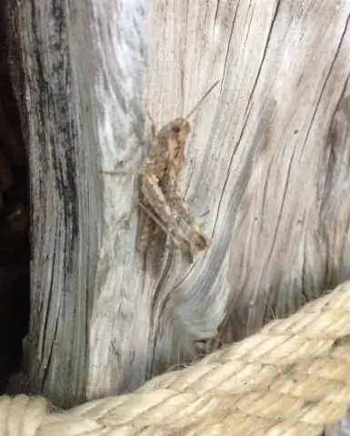 Думаете, угроза клещей растет вместе с травой? Не обязательно