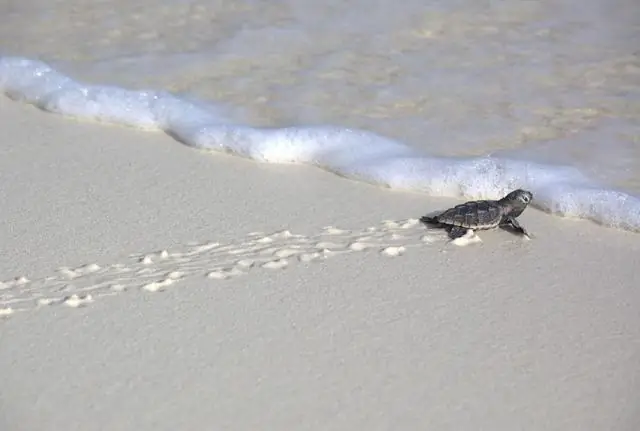 Морские черепахи борются спустя годы после необъяснимой гибели: первое в своем роде исследование документирует тяжелые металлы и другие свидетельства плохого здоровья