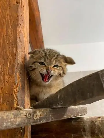 Сбор экскрементов от комаров может ускорить обнаружение вирусов: проверка концепции впервые позволила обнаружить вирусы в экскрементах от комаров, собранных в полевых условиях