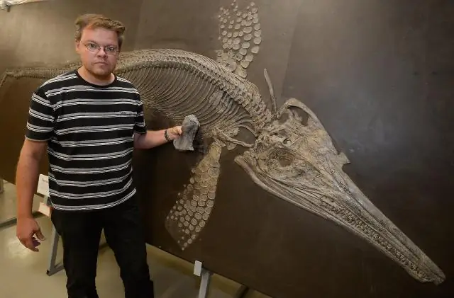 Находка юрского крокодила проливает свет на генеалогическое древо рептилий