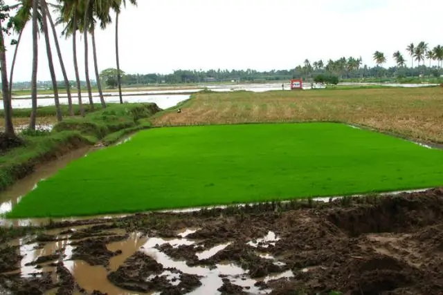 Сохранение тропических лесов в Перу должно стать более эффективным: как можно повысить эффективность Национальной программы сохранения лесов