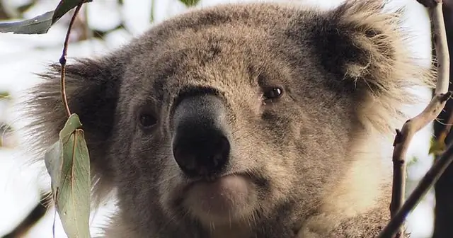 Восстановление среды обитания на реке Мюррей в Австралии увеличивает местную популяцию рыб