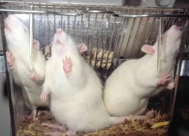 Ученые исследуют причины биоразнообразия птиц-птиц