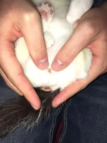 Hello, kitty: согласно новому японскому исследованию, кошки узнают свои имена