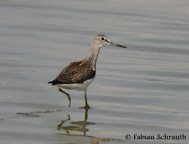 Изменение климата влияет на газообмен CO2 на торфяниках в первую очередь через условия влажности