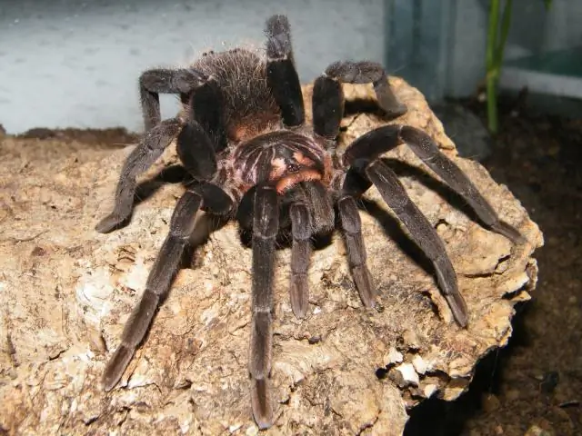 Поведенческая экология: личности способствуют адаптации