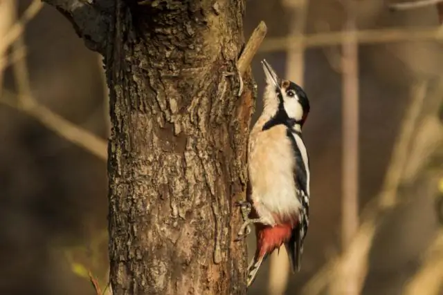 Некоторые дятлы подражают оперению соседа