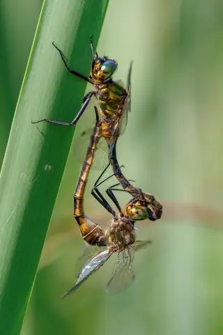 Пятнистые фонарики оказались летунами, а не планерами
