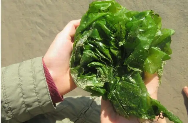 Отслеживание записей древнейших форм жизни на Земле