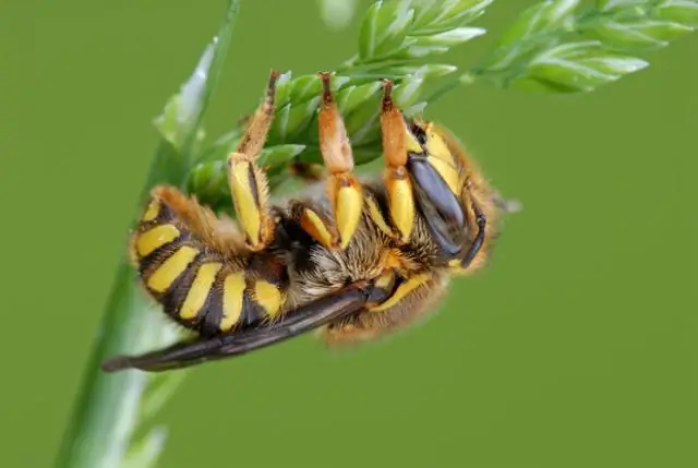 Новые осы названы в честь печенья и пришельцев из «Доктора Кто»