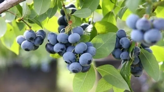 Ежедневные ферменты, которые теперь выращивают в растениях