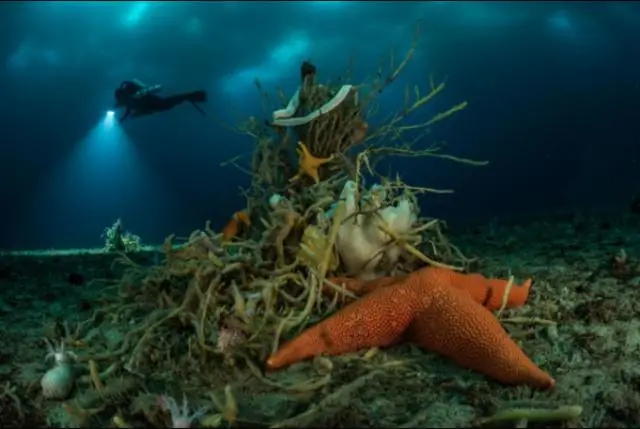 Гигантские антарктические морские пауки переносят потепление, продырявившись