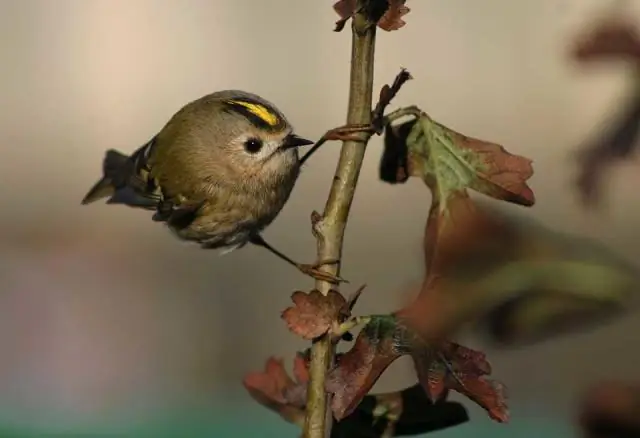Удивительный источник звука птиц: лучшее место для голосовых связок птиц находится внизу дыхательных путей