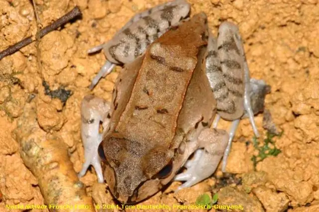 Ледниковые периоды происходят, когда сталкиваются тропические острова и континенты: столкновения в тропиках обнажают скалы, которые поглощают углекислый газ, охлаждая обычно благоухающую Землю