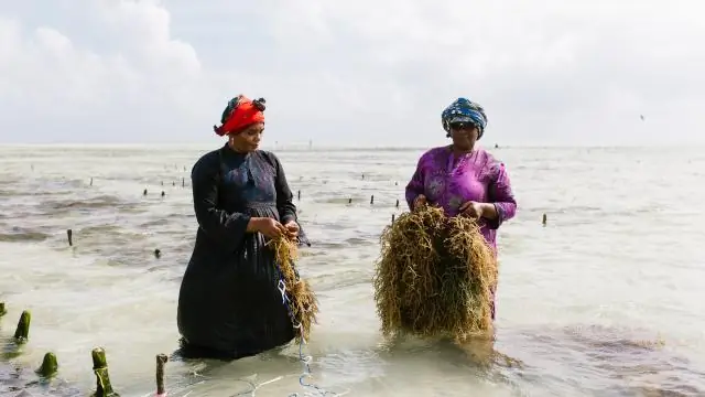 Как тропические млекопитающие отреагируют на повышение температуры? Экологи делают выводы на основе изучения 400 000 записей с камер-ловушек TEAM Network