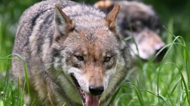 Защитники природы обнаружили скрытое разнообразие в древнем семействе лягушек