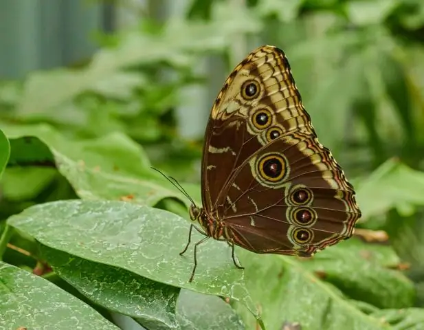 Взаимодействие опылителей и вредителей влияет на эволюцию растений