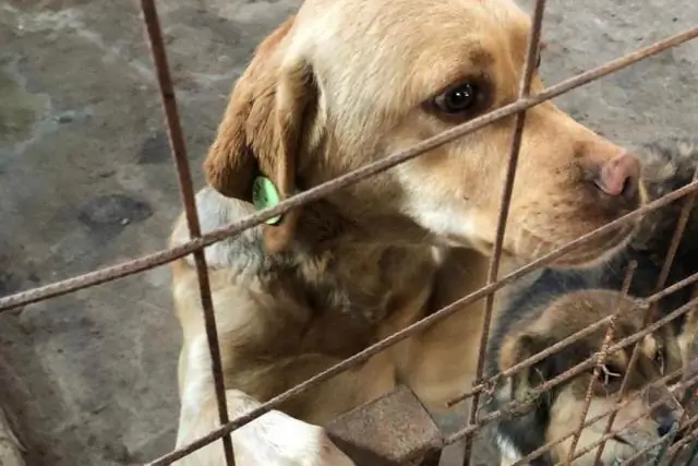 Понимание сути моделирования растений