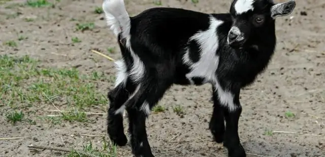 Контактные зоопарки потенциально могут передавать посетителям высоковирулентные, устойчивые к лекарствам бактерии