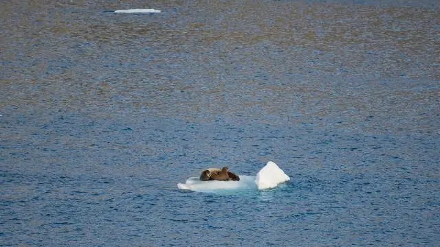 Потепление вечной мерзлоты в Арктике приводит к выбросу большого количества сильнодействующих парниковых газов