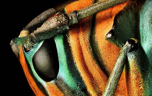 Энтомологи раскрыли матриархат огненных муравьев во Флориде